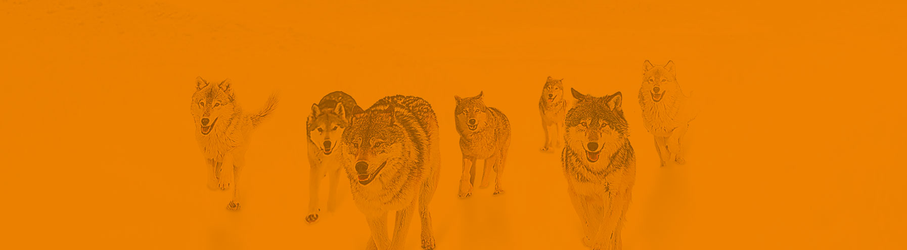 “野性 / 团队 / 激情 / 挑战”狼性文化。